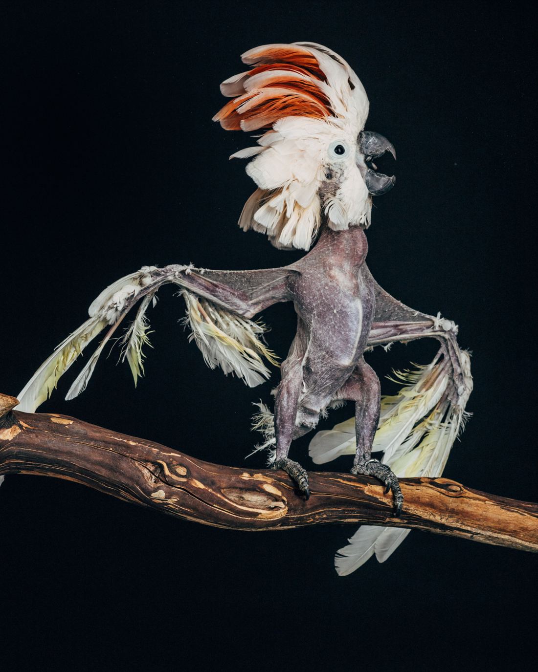 A Moluccan cockatoo with a raised salmon crest and missing chest feathers, perched on a branch